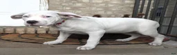 American Bully dogs for sale: "HALLE BERRY" WHITE MERLE - Ad 3
