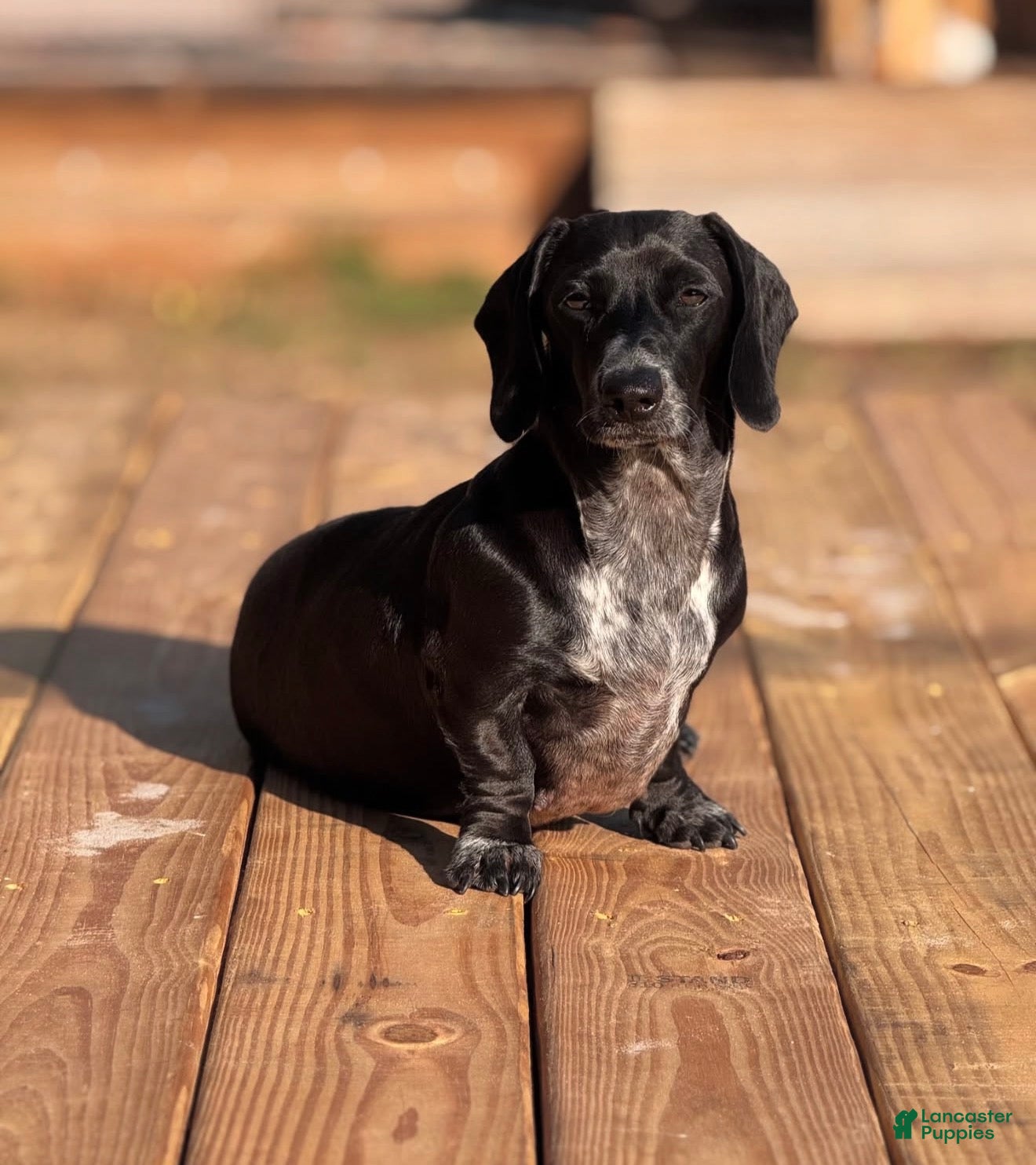 Dachshund dogs Dachshund 2 - Ad 18