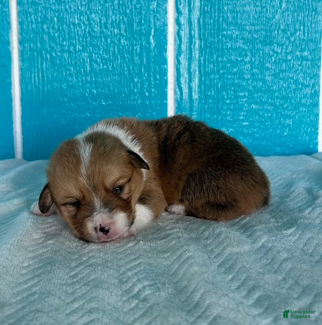 Welsh Corgi Pembroke dogs Henry Welsh Corgi Pembroke Puppy  - Ad 2