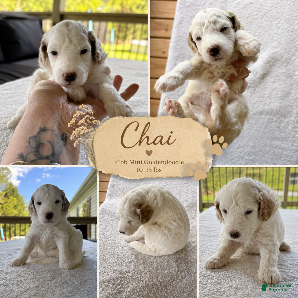Mini Goldendoodle dogs Chai🐾 🐶 Available - Ivory with Abstract Markings - Ad 19