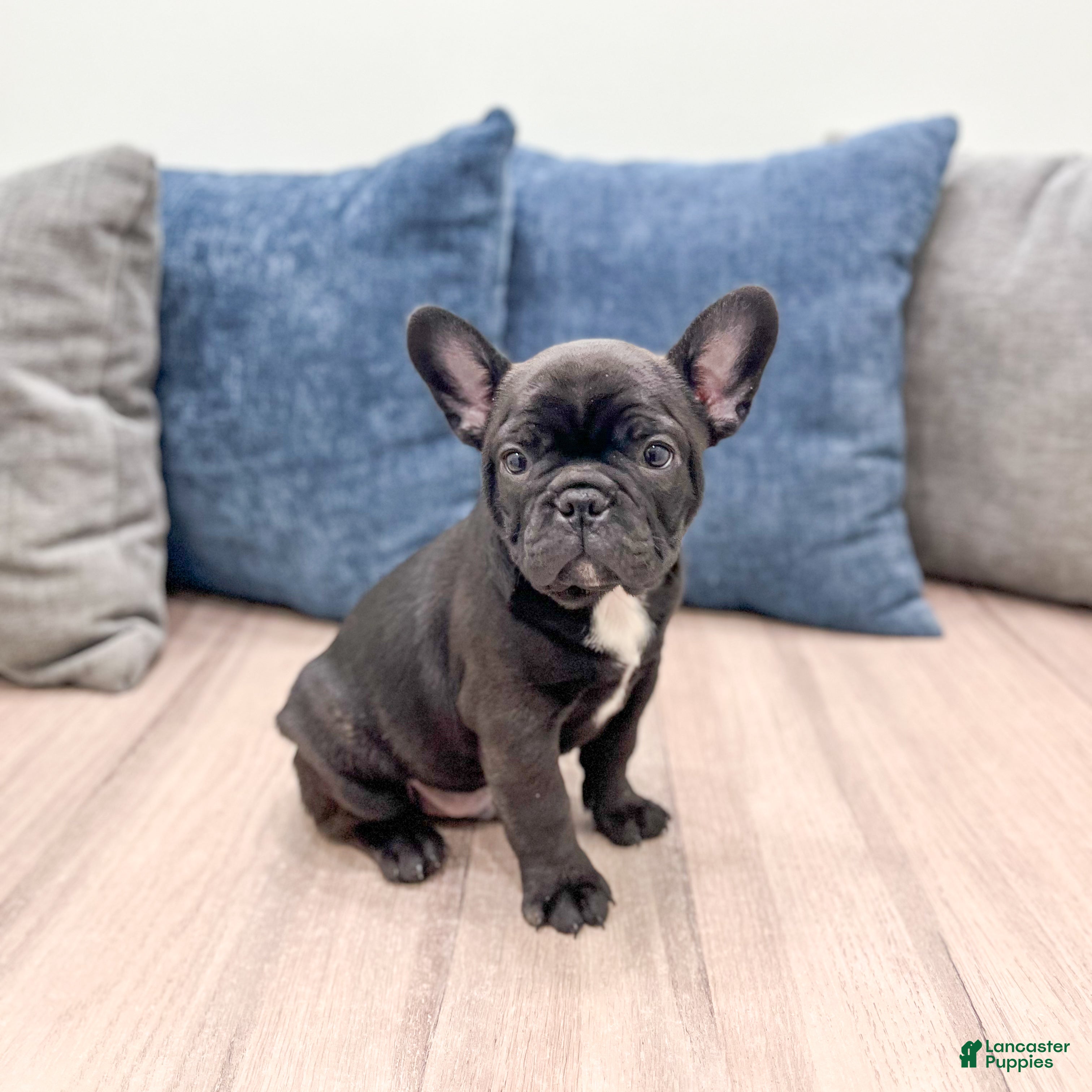 Frenchton dogs Denali - Ad 40