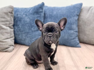 Frenchton dogs Denali - Ad 13