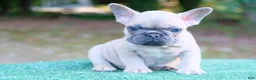 French Bulldog dogs for sale: French Bulldog 1 - Ad 2