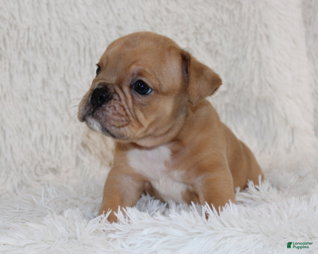 English Bulldog dogs for sale: Polo - Ad 6
