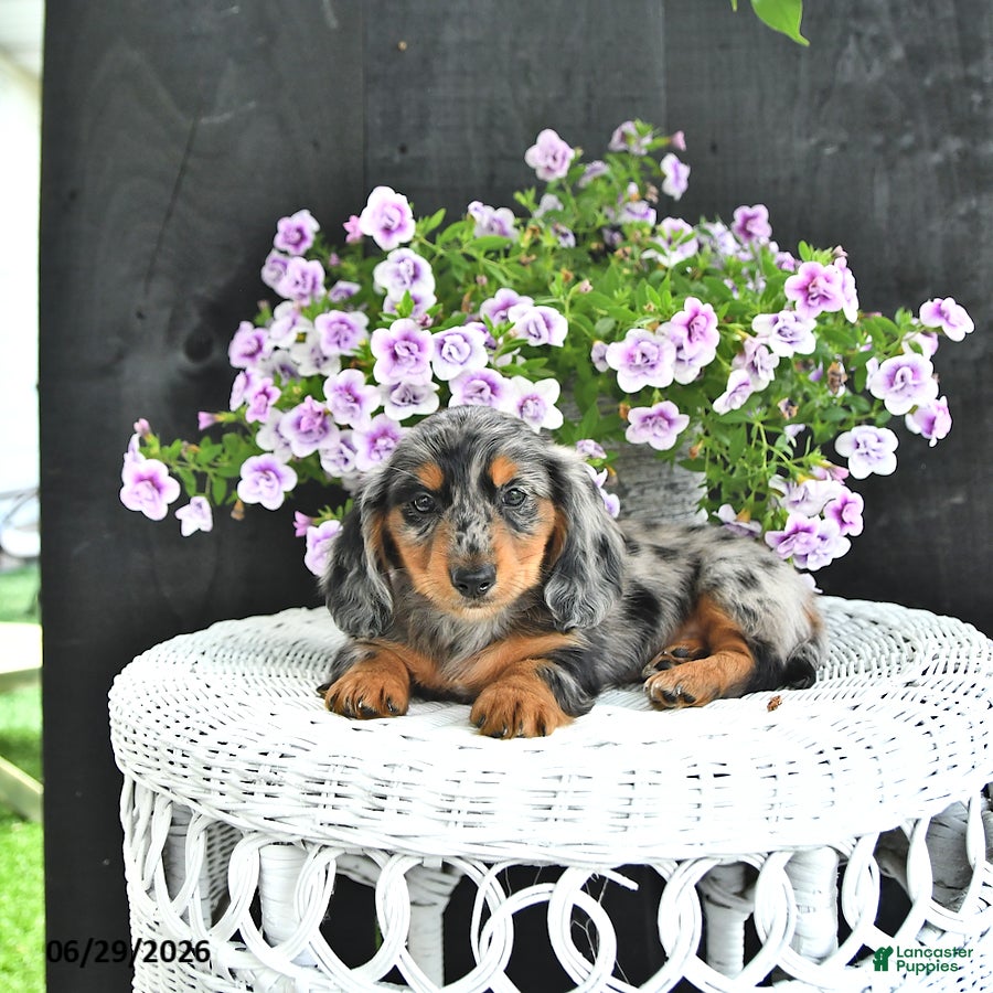 Dachshund dogs Asher - Ad 2