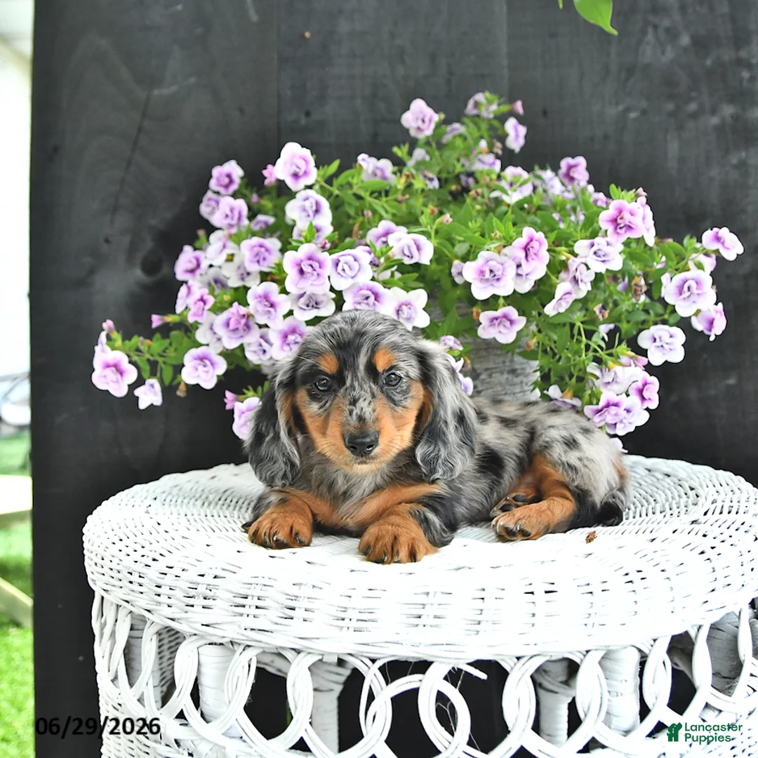 Dachshund dogs for sale: Asher - Ad 2
