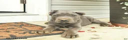 Cane Corso dogs for sale: Lucy  - Ad 4