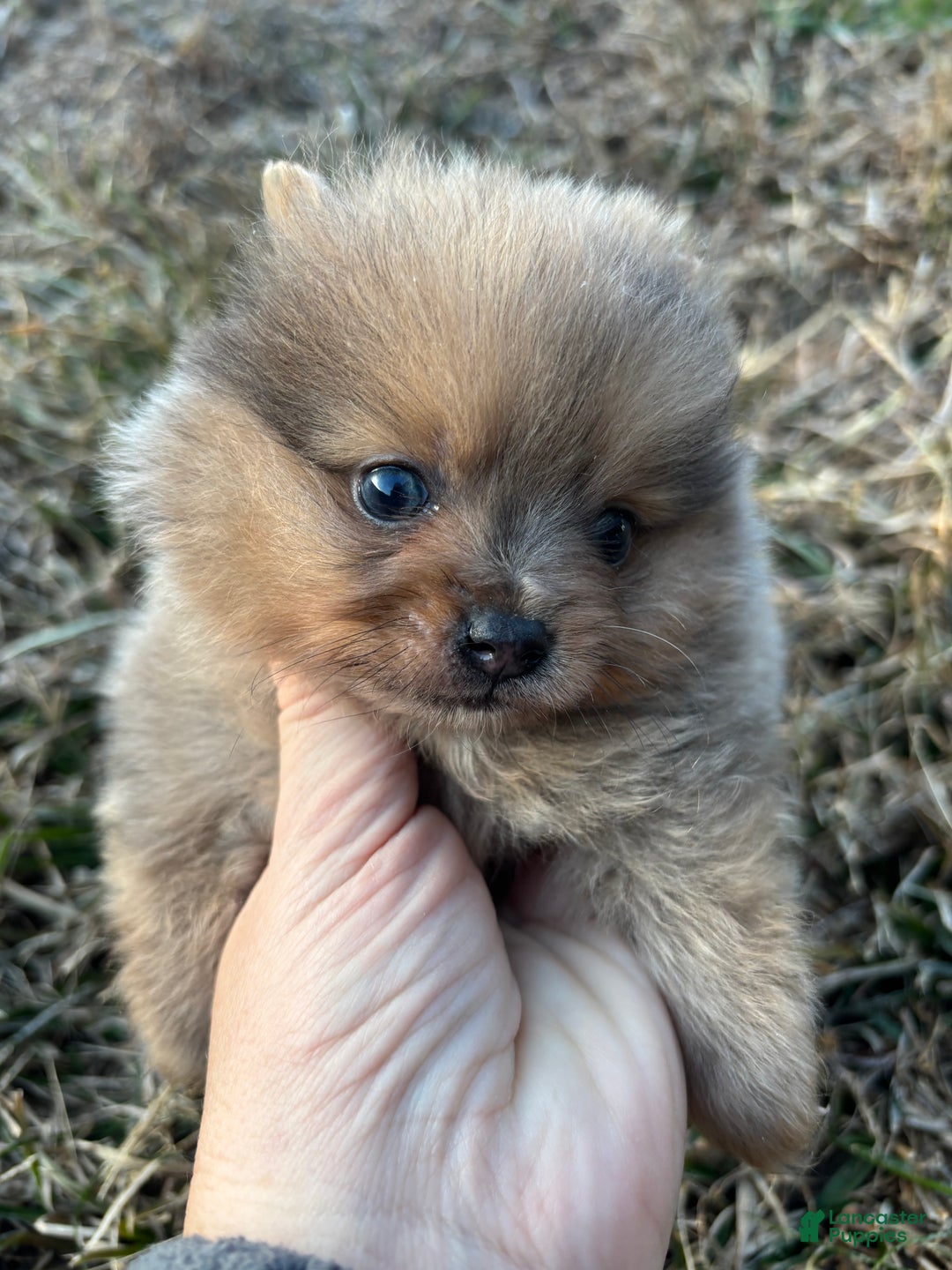 Pomeranian dogs for sale: Merle boy  - Ad 1