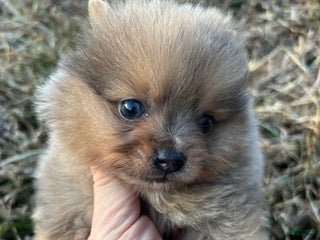 Pomeranian dogs Merle boy - Ad 8
