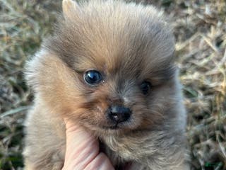 Pomeranian dogs Merle boy - Ad 19