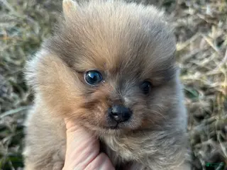 Pomeranian dogs Merle boy with slight PDA heart murmur - Ad 16