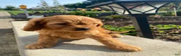 Cavapoo dogs for sale: Willow - Ad 16
