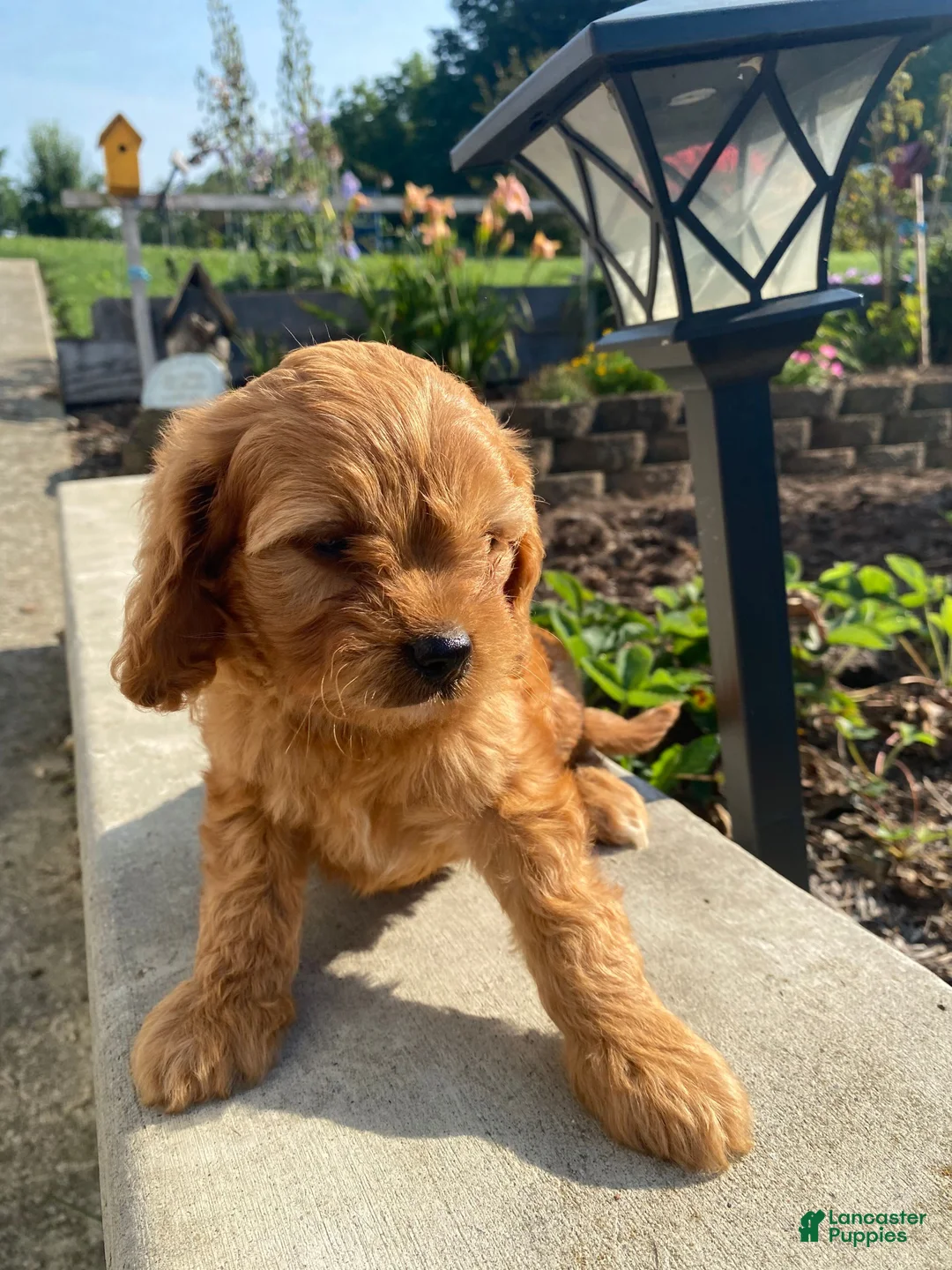 Cavapoo dogs for sale: Willow - Ad 16