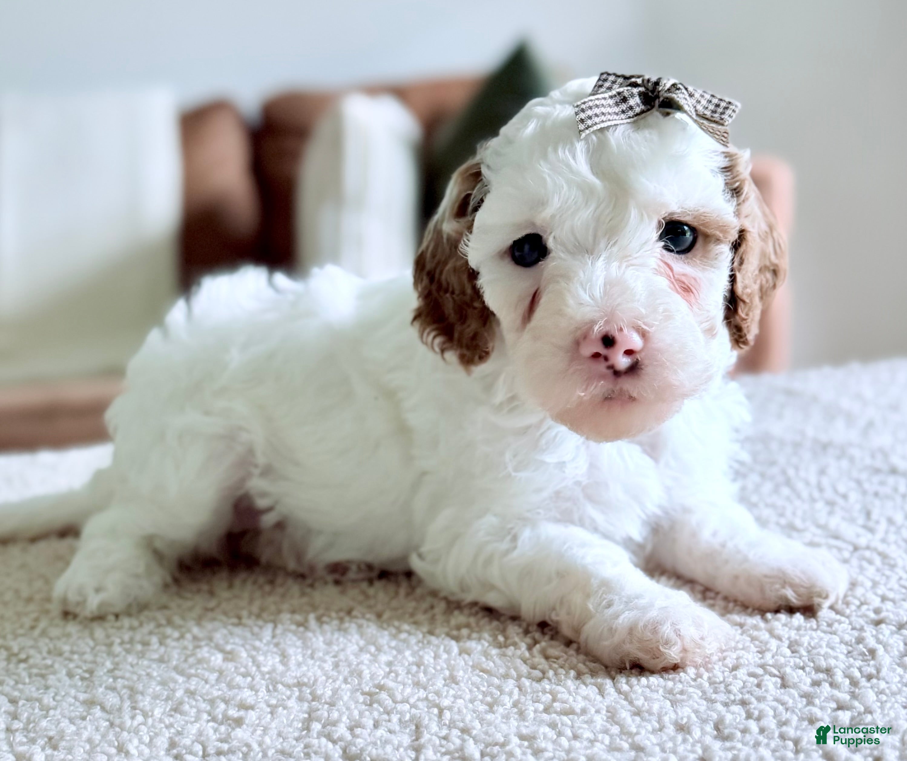 Mini Goldendoodle dogs Marshmallow-petite  - Ad 1