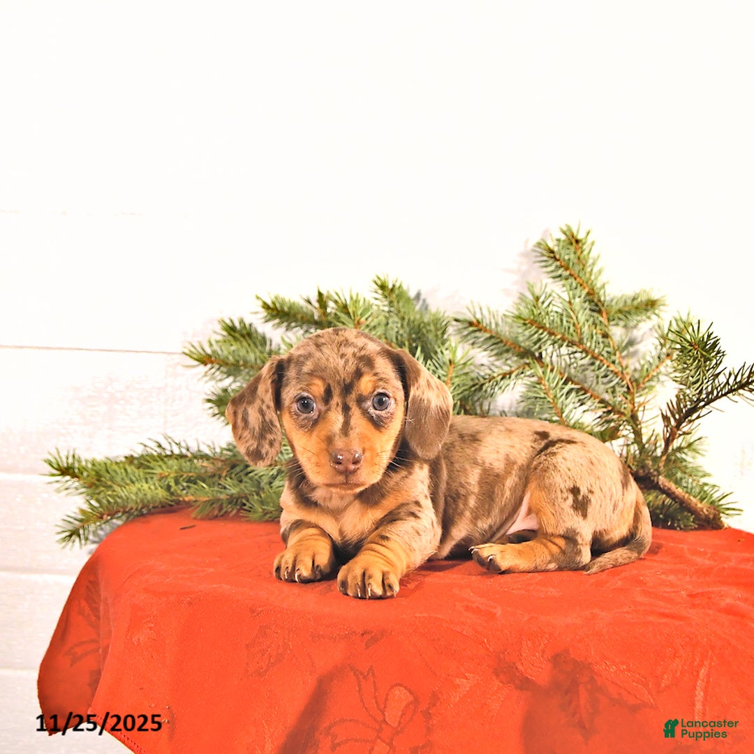 Miniature Dachshund dogs for sale: Sugar - Ad 1