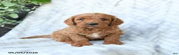 Cavapoo dogs for sale: Buddy - Ad 3