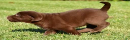 Labrador Retriever dogs for sale: Libby - Ad 3