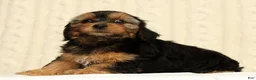 Yorkiepoo dogs for sale: Caleb - Ad 9