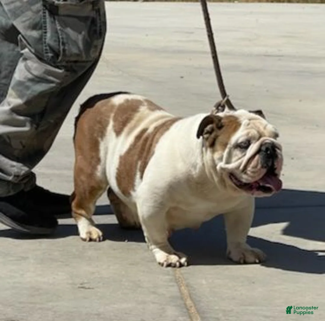 English Bulldog dogs for sale: Penny - Ad 4