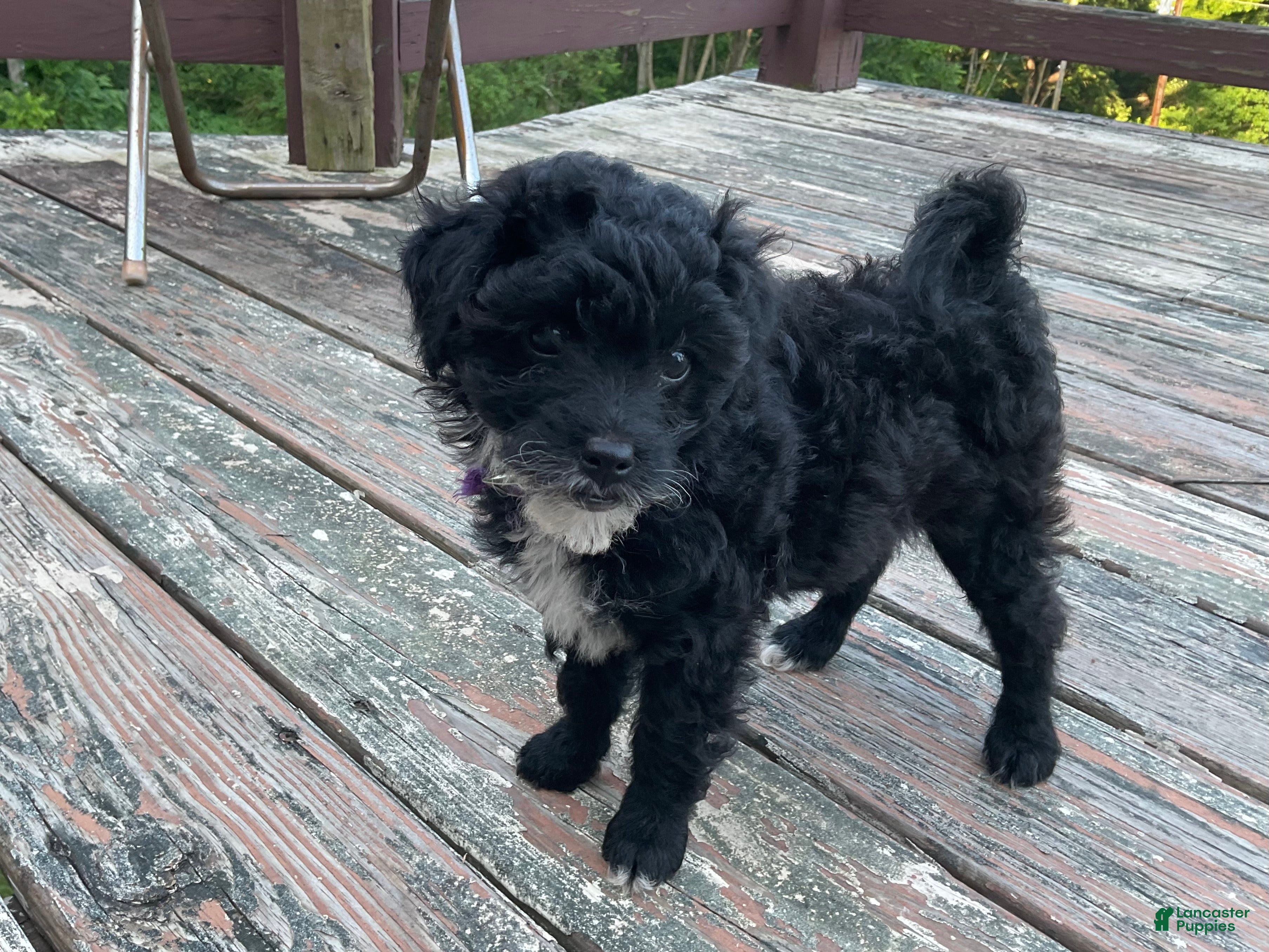 Mixed Breed dogs Lori - Ad 1