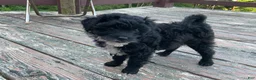 Mixed Breed dogs for sale: Lori - Ad 1