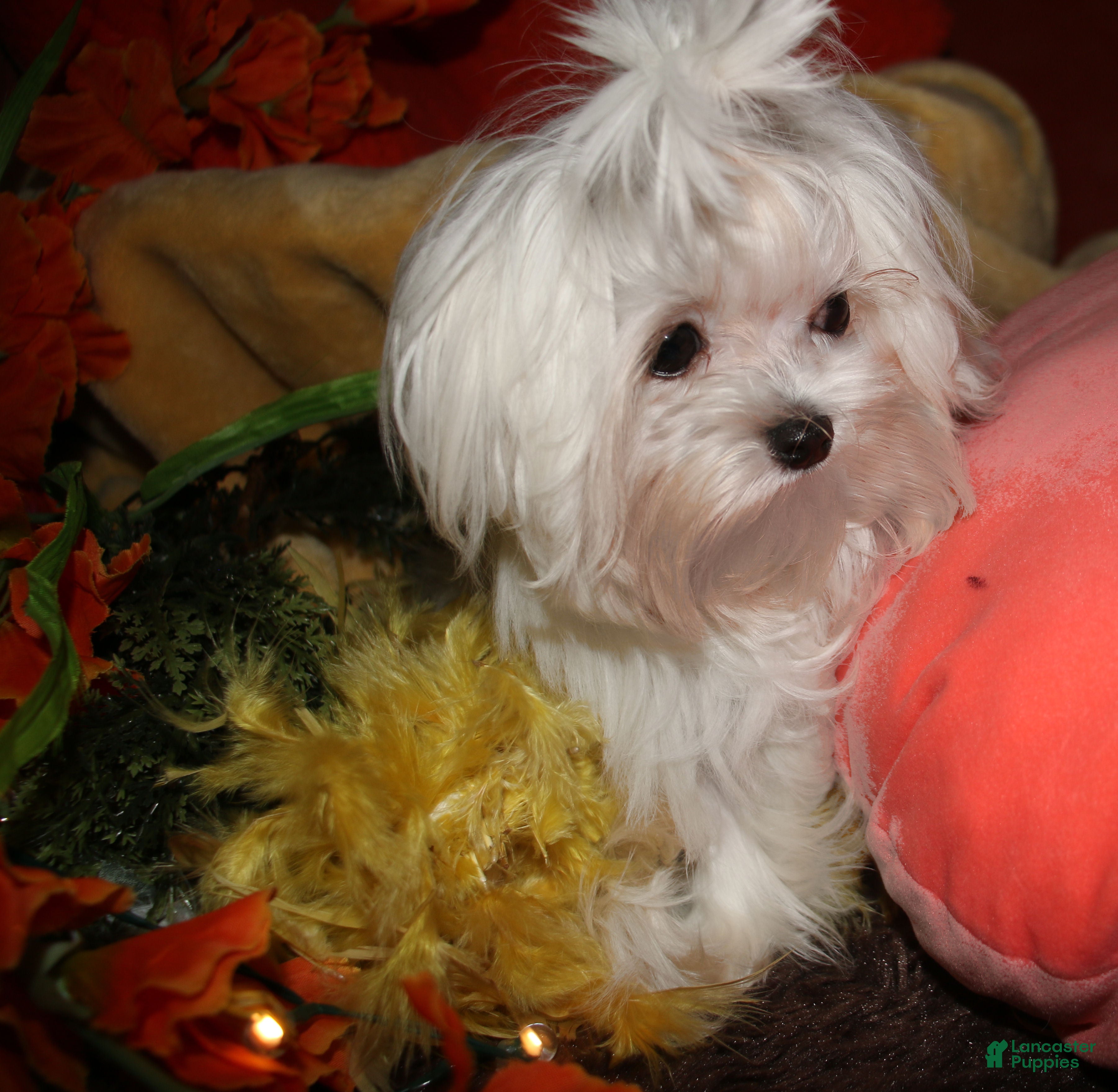 Maltese dogs Maci - Ad 2