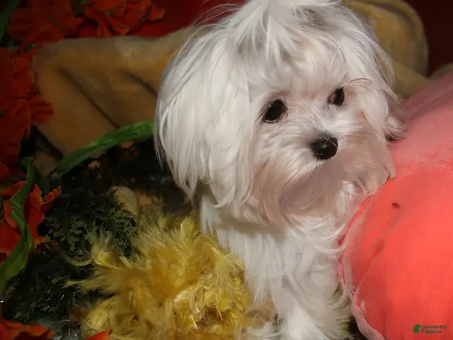 Maltese dogs Maci - Ad 2