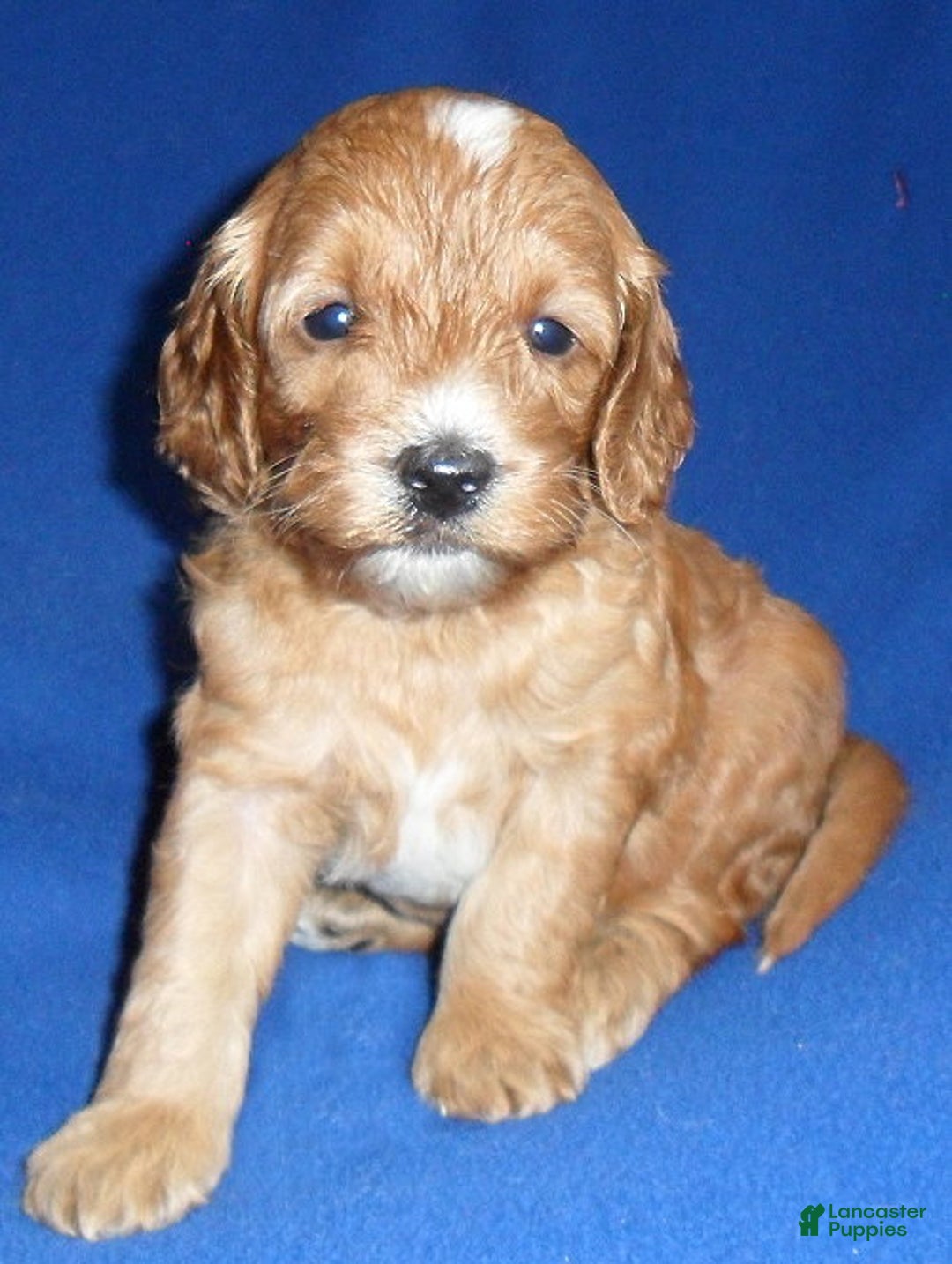 Cockapoo dogs for sale: Louie - Ad 6