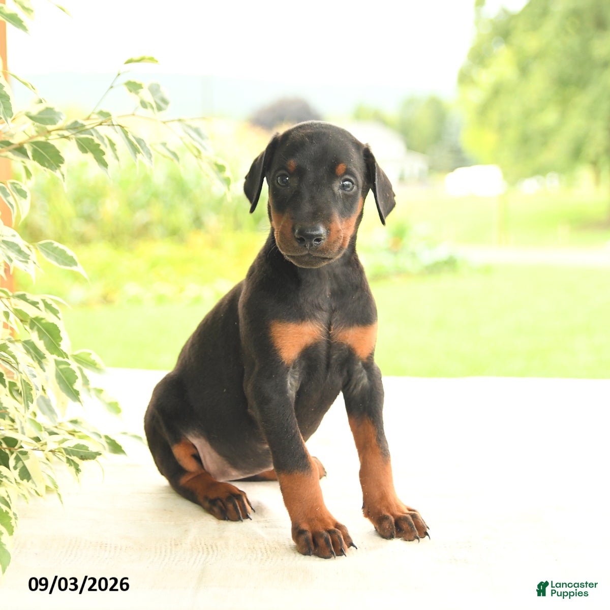 Doberman Pinscher dogs Avalon - Ad 2