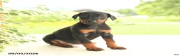 Doberman Pinscher dogs for sale: Avalon - Ad 2