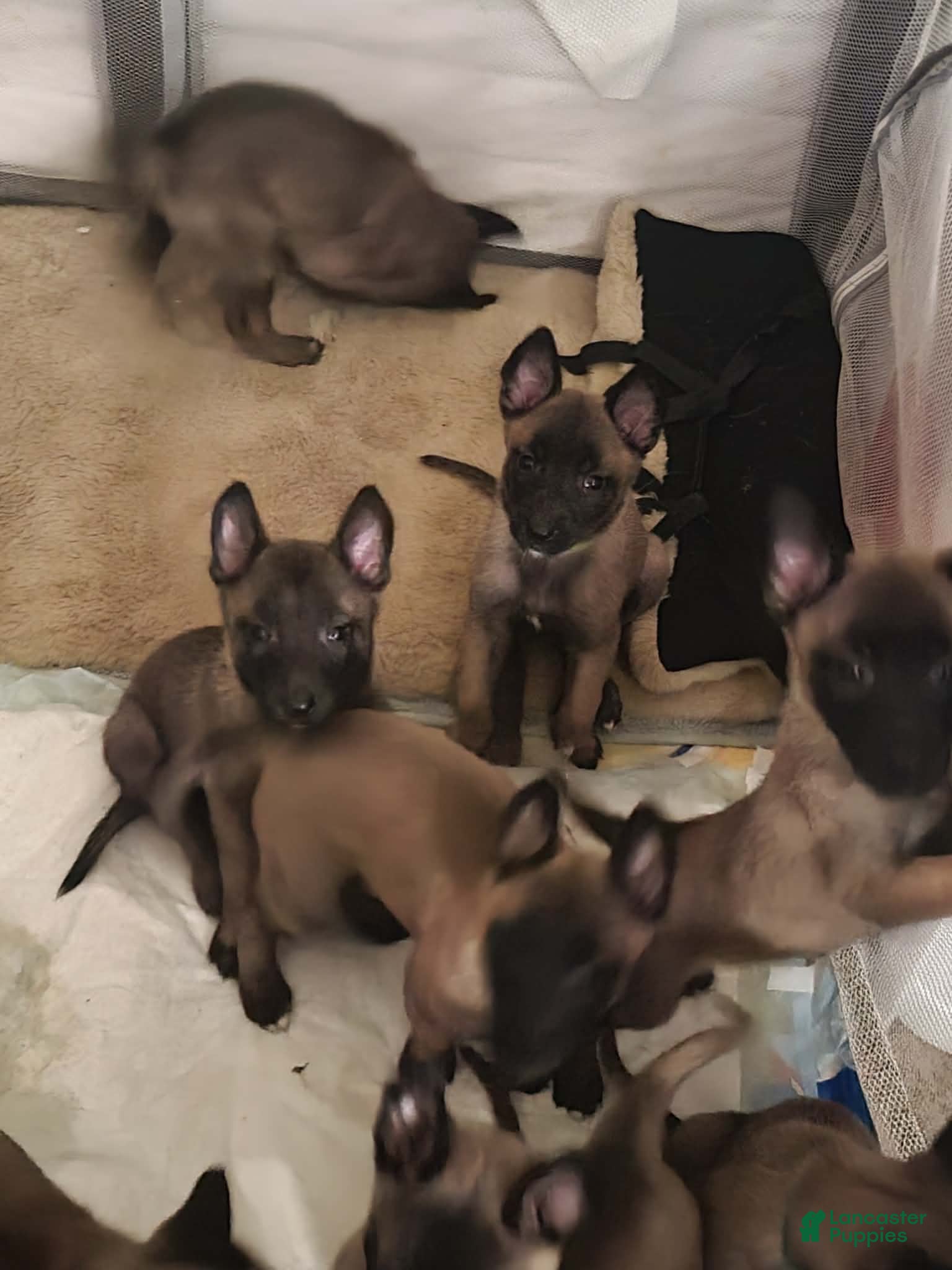 Belgian Malinois dogs Belgian Malinois Puppy 7 - Ad 24