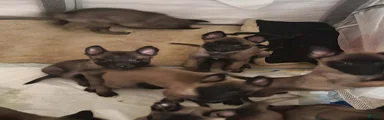 Belgian Malinois Puppy 7