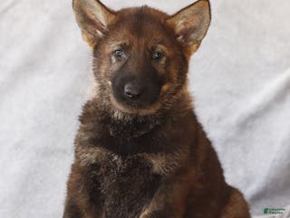 German Shepherd dogs Tucker the German Shepherd Puppy - Ad 35