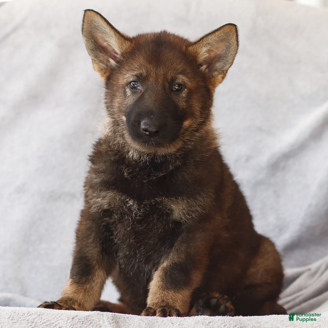 German Shepherd dogs for sale: Tucker the German Shepherd Puppy - Ad 1