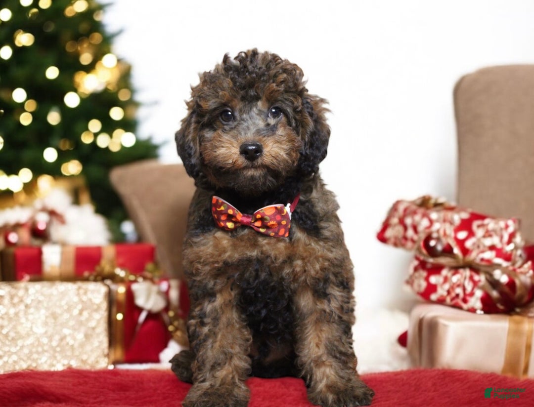 Toy Poodle dogs for sale: Denim  - Ad 1