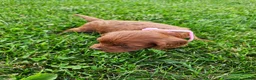 Cavapoo dogs for sale: Fiona  - Ad 7