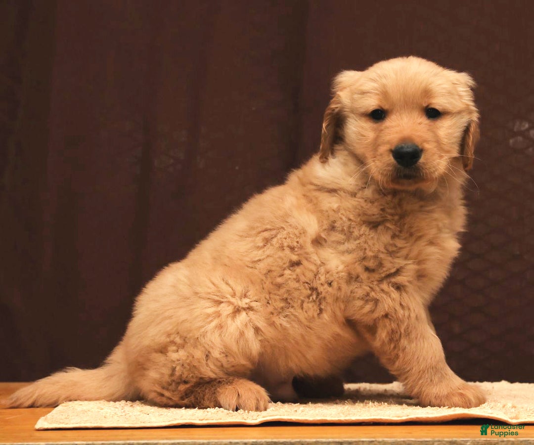 Golden Retriever dogs for sale: Floyd - Ad 8