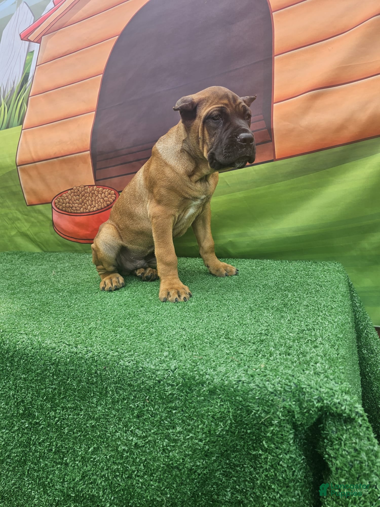 Cane Corso dogs MILO - Ad 2