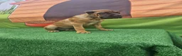 Cane Corso dogs for sale: MILO - Ad 4