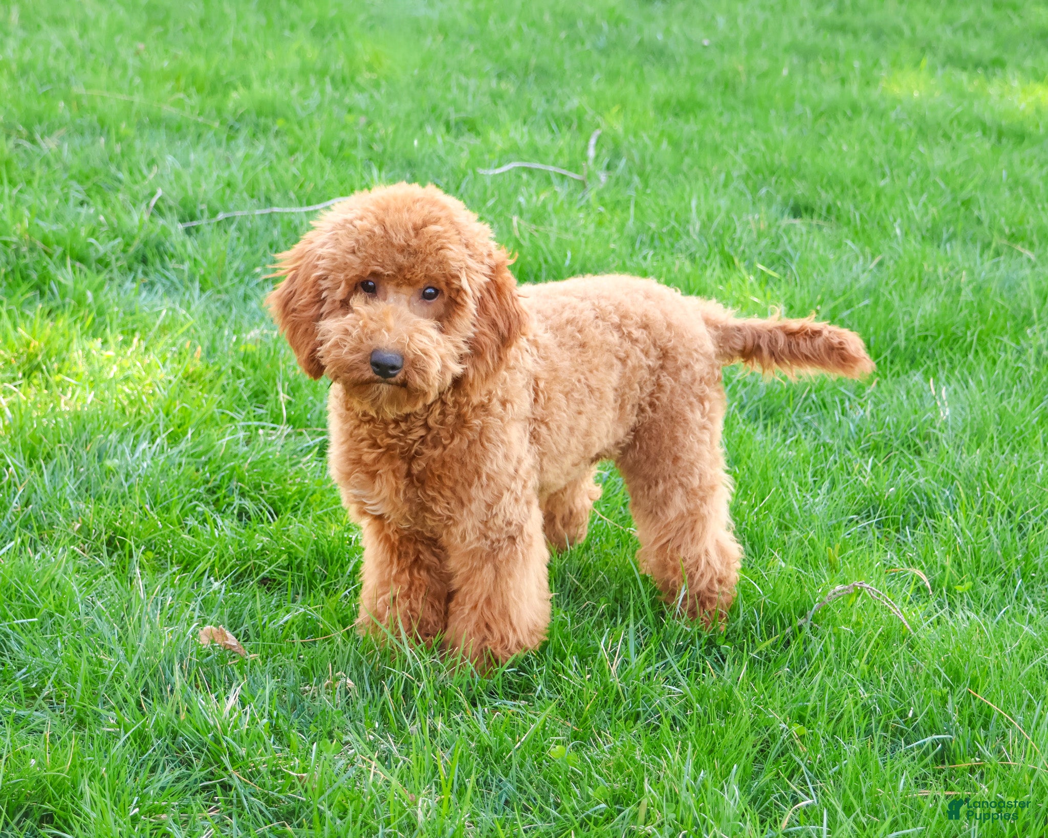 Mini Goldendoodle dogs Victoria  - Ad 3