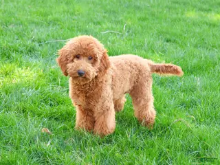 Mini Goldendoodle dogs Victoria - Ad 3