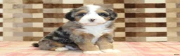 Mini Bernedoodle dogs for sale: Charlie - Ad 8