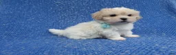Malshi dogs for sale: Benny - Ad 1