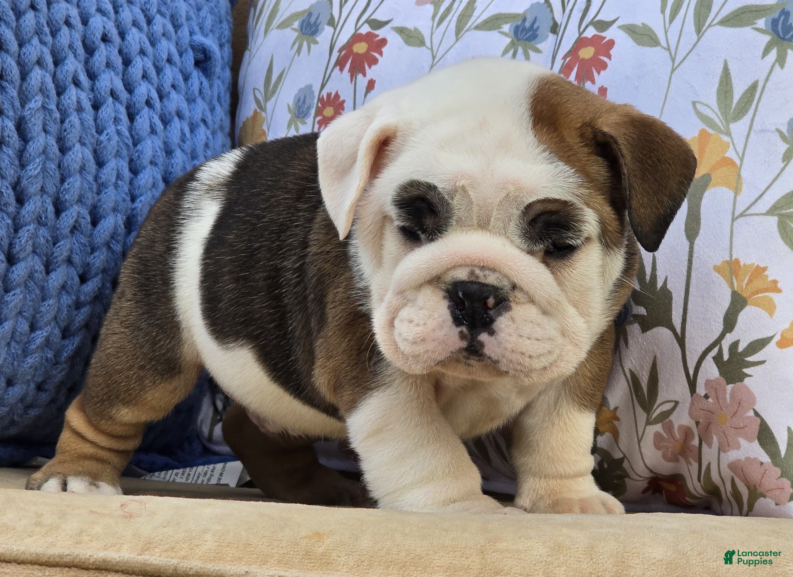 English Bulldog dogs Buddy - Ad 4