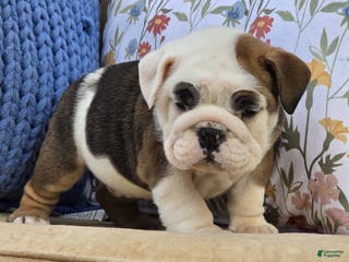 English Bulldog dogs Buddy - Ad 7