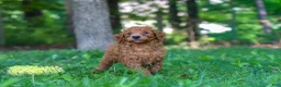 Goldendoodle dogs for sale: Gus - Ad 1