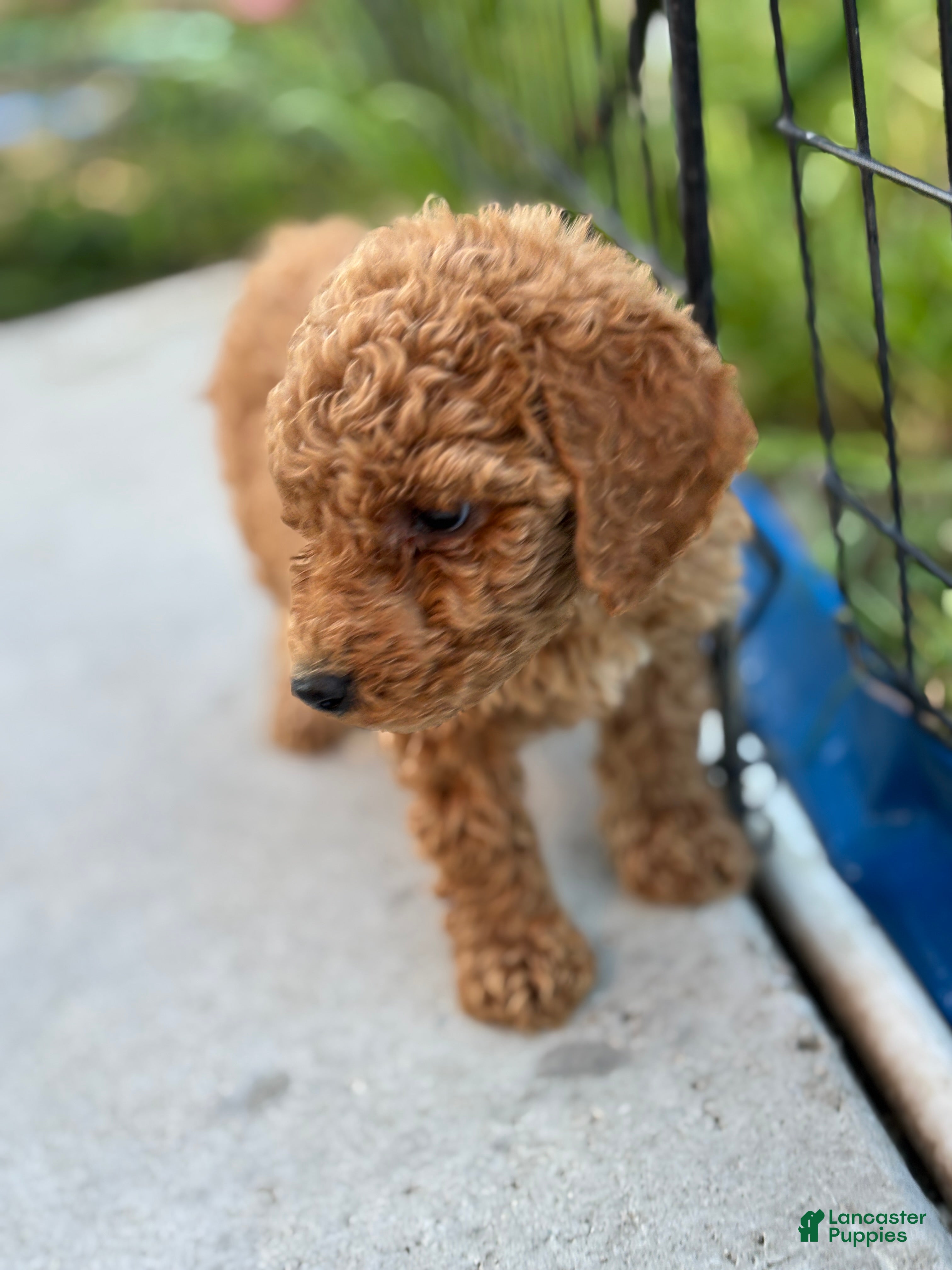 Standard Poodle dogs Eden - Ad 38