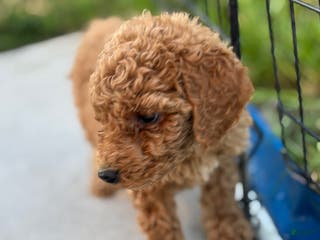 Standard Poodle dogs Eden - Ad 12