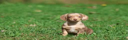 Mixed Breed dogs for sale: Sausage Rolls - Ad 3
