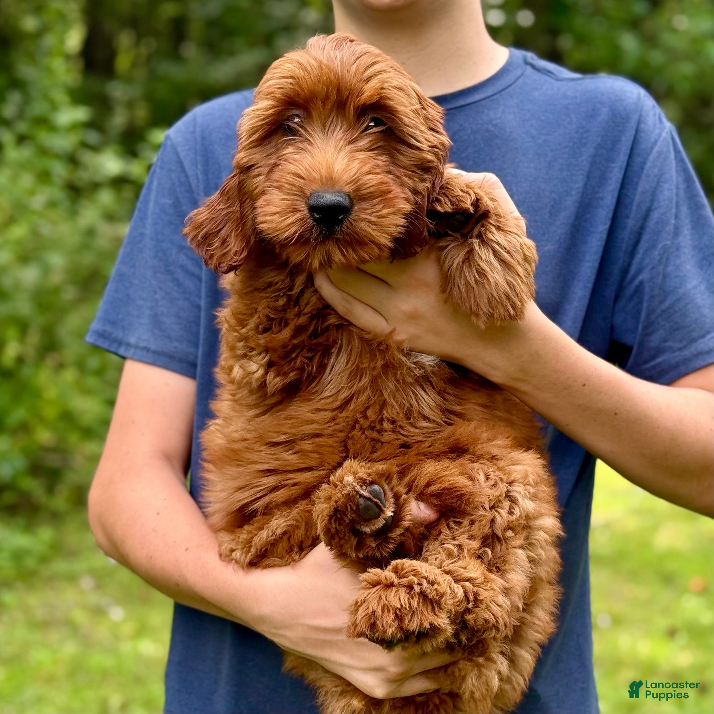 Mini Goldendoodle dogs Daisy - F1b mini girl - Ad 1